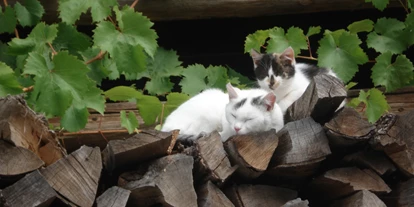 Urlaub auf dem Bauernhof - Fahrzeuge: Egge - Unterzmöln - Die Katzen warten auf Streicheleinheiten - Biobauernhof Wegscheider