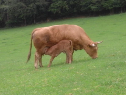 Urlaub auf dem Bauernhof - Art der Landwirtschaft: Pferdehof - Hörstorf (Fraham) - Mutterkuh mit Kälbchen auf der Weide - bei der Mama schmeckts am  besten
 - Hochgattern