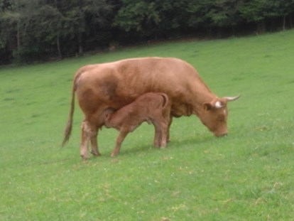vacation on the farm - Tiere am Hof: Ponys - Neustift im Mühlkreis - Mutterkuh mit Kälbchen auf der Weide - bei der Mama schmeckts am  besten
 - Hochgattern