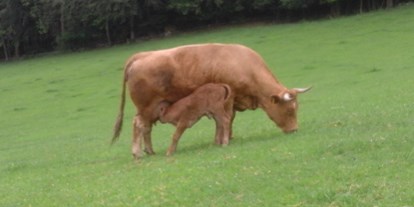 Urlaub auf dem Bauernhof - Tiere am Hof: Kühe - Oberösterreich - Mutterkuh mit Kälbchen auf der Weide - bei der Mama schmeckts am  besten
 - Hochgattern