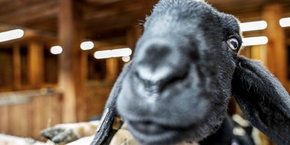 Urlaub auf dem Bauernhof - Mithilfe beim: Heuernten - Plöven - neugieriges Schaf - Adlerhof Pitztal