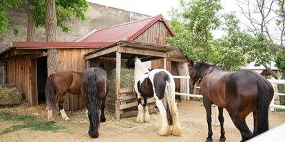 Urlaub auf dem Bauernhof - Mithilfe beim: Tiere füttern - Gumpoldskirchen - Unsere Pferde - Hippo-Campus Reit- und Therapiezentrum