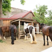 Holiday farm - Unsere Pferde - Hippo-Campus Reit- und Therapiezentrum