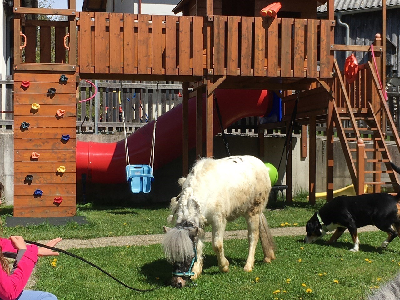 Büchlhof  Naše živali Poniji 