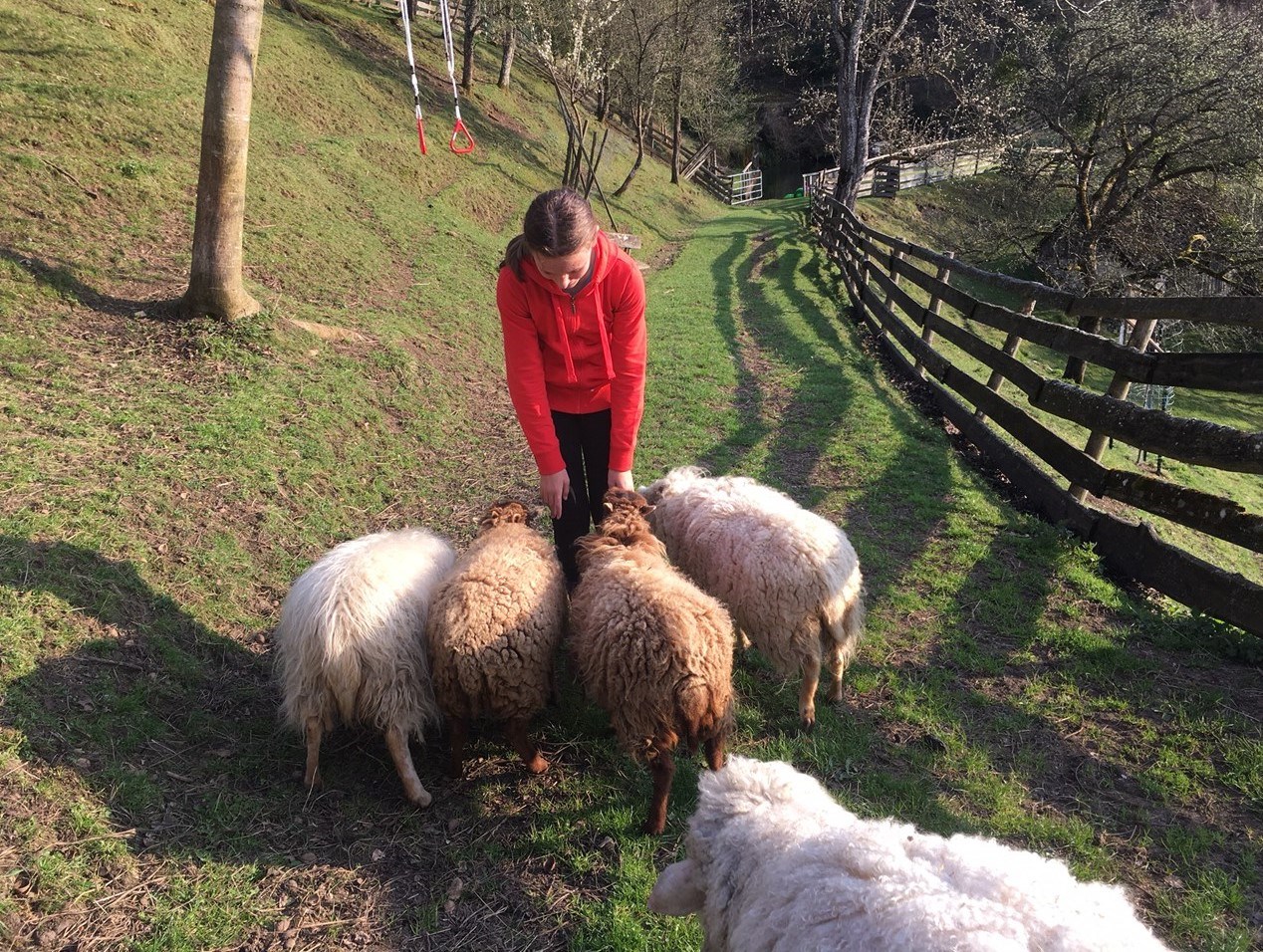 Büchlhof  unsere Tiere Schafe