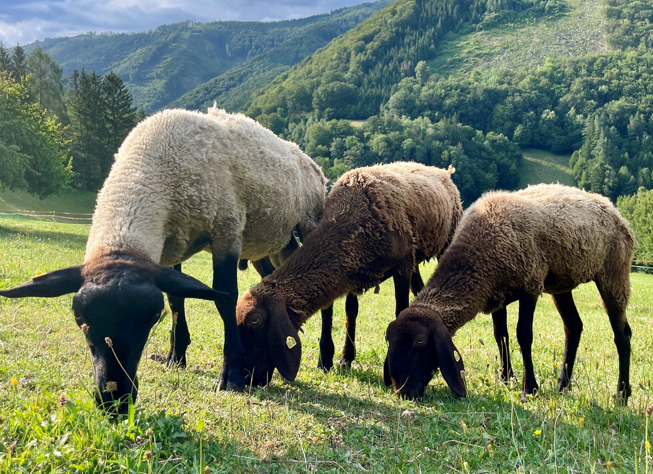 Büchlhof  Naše živali ovce