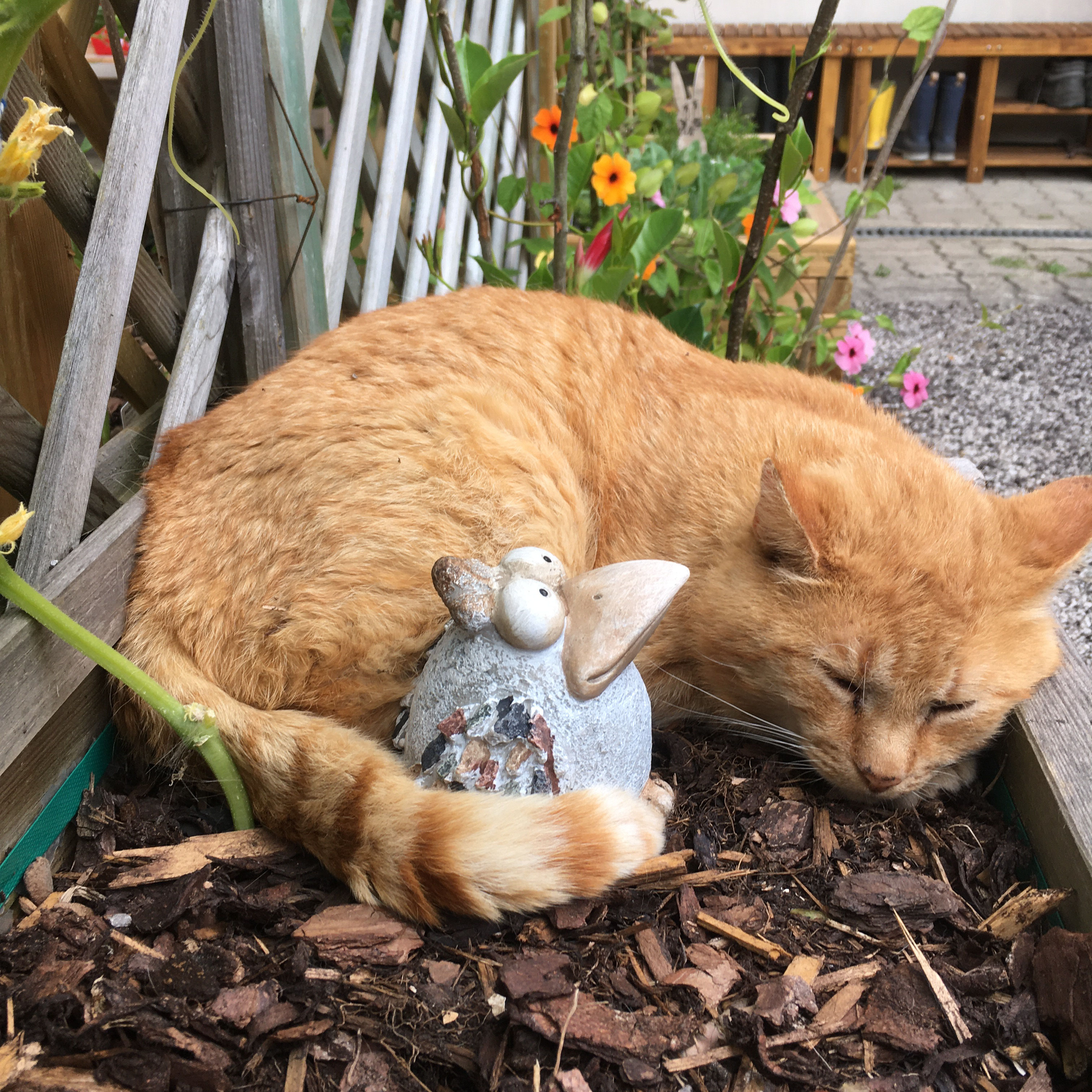 Büchlhof  Nos animaux Chats