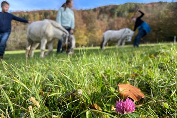 Ferien Bauernhof: Pony Trekking - Büchlhof 