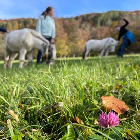 Ferien Bauernhof: Pony Trekking - Büchlhof 