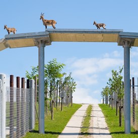 Ferien Bauernhof: Einzigartiges Tiererlebenis im Wildpark Hochrieß,
für unsere Urlaubsgäste ist der tägl. Eintritt inkludiert.
Am Bild: Steinockübergang auf 6m Höhe, dieser verbindet die 2 Gehege. - Die Hochrieß