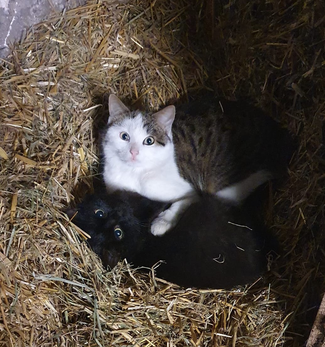 počitnice na kmetiji - Gornja Avstrija - Biohof Stadlbauer