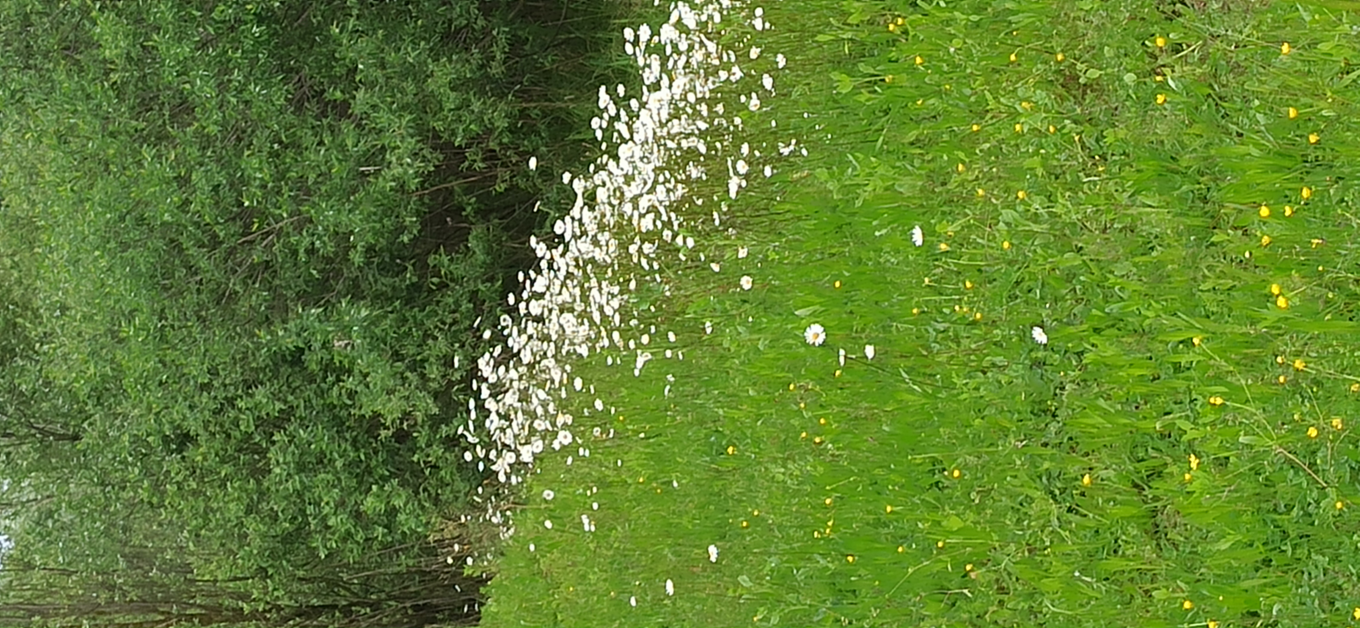 Ferien Bauernhof: La nostra campagna - AMOLER, agriturismo con pernottamento e prima colazione a due passi da Venezia
