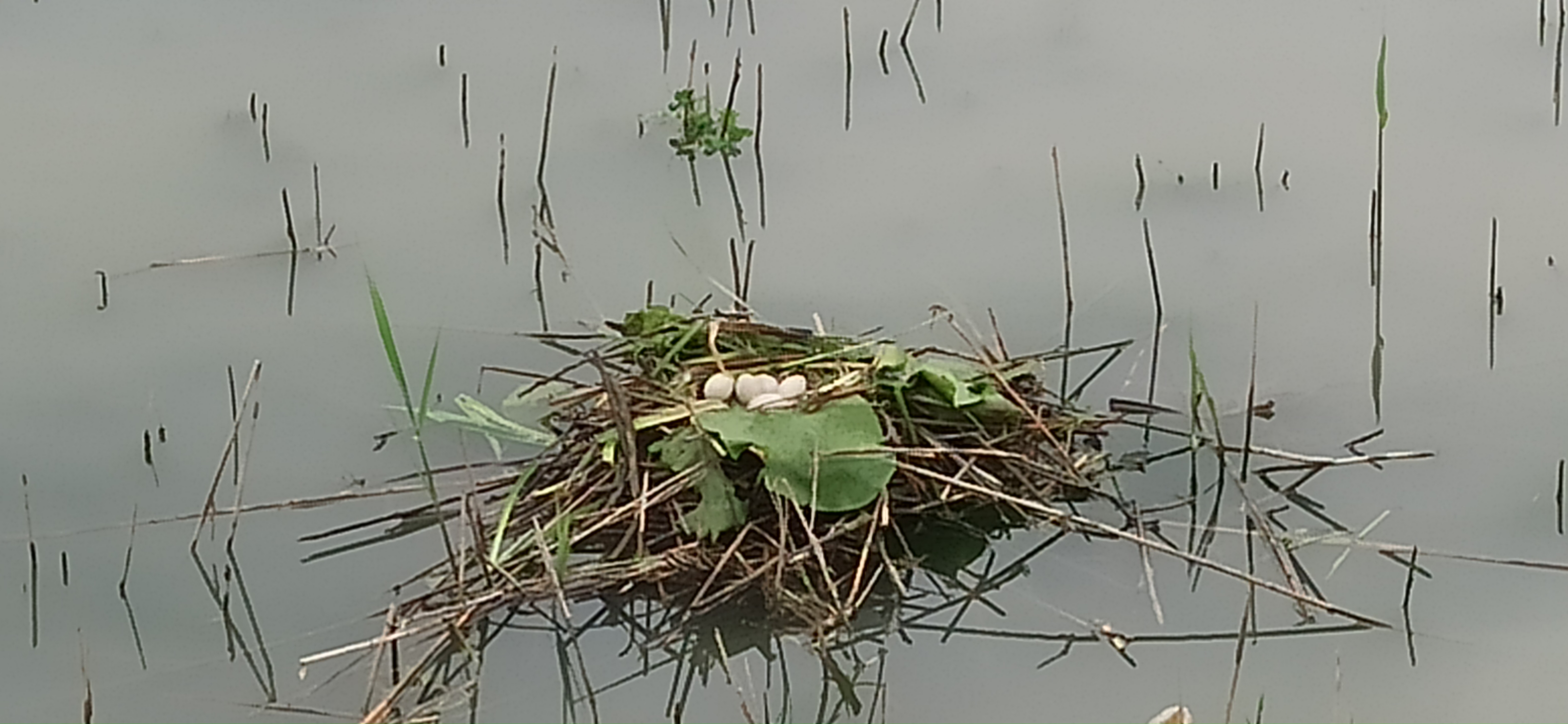 Ferien Bauernhof: La natura attorno a noi - AMOLER, agriturismo con pernottamento e prima colazione a due passi da Venezia