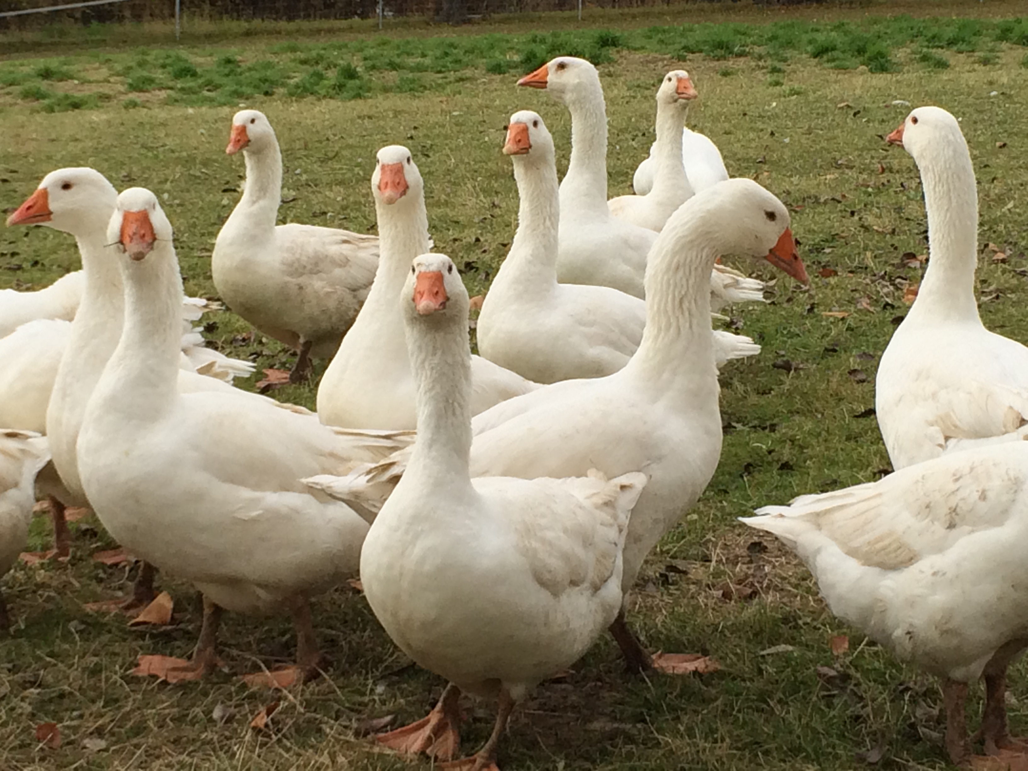 Camping auf dem Geflügelhof Arnsdorf Naše živali gosi