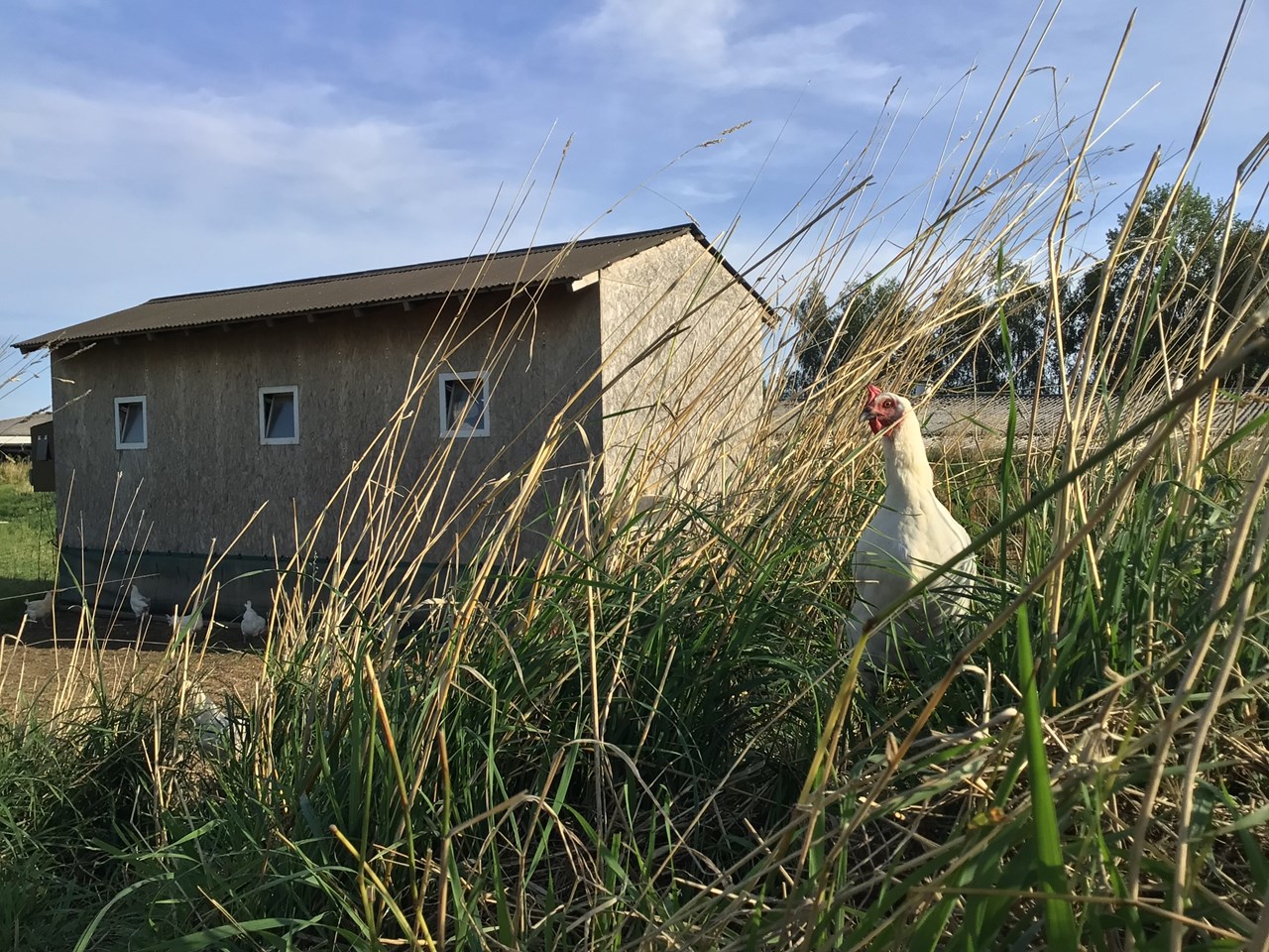 Camping auf dem Geflügelhof Arnsdorf Nos animaux poulailler mobile