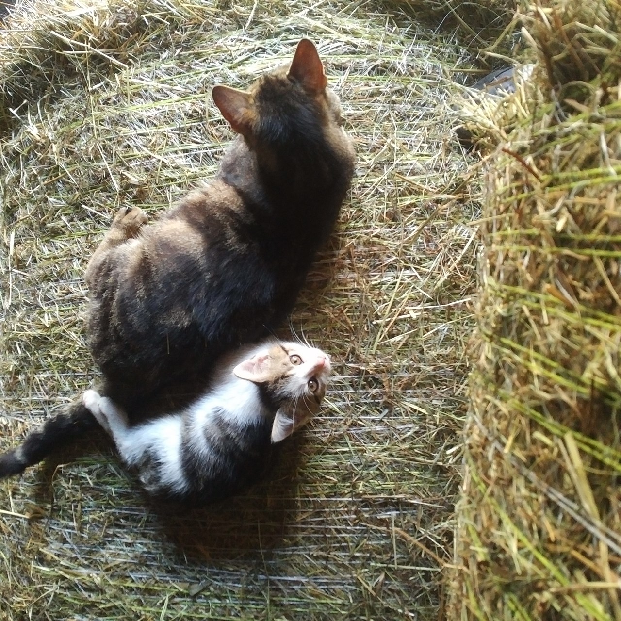 Camping auf dem Geflügelhof Arnsdorf Nos animaux chats