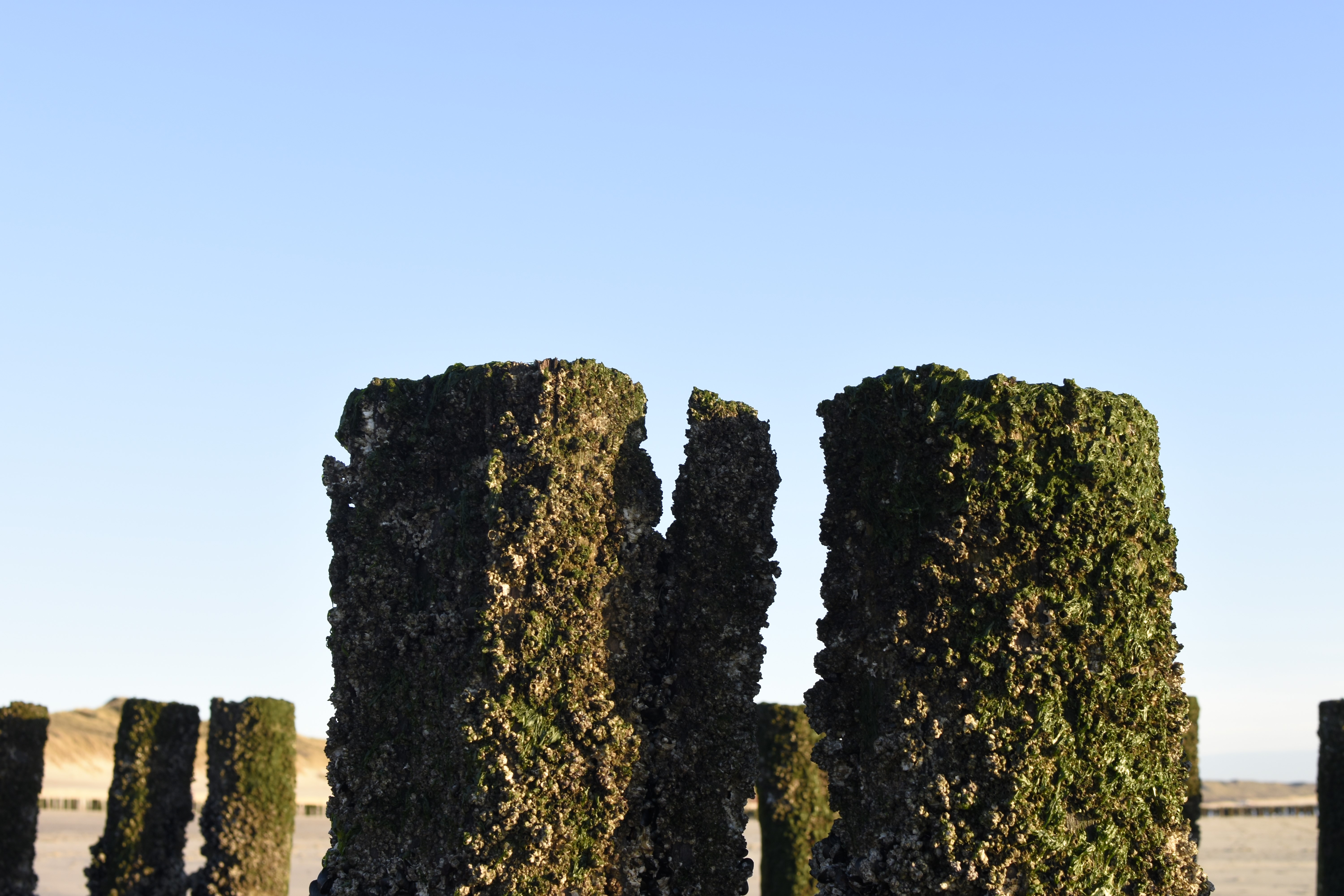 počitnice na kmetiji - Art der Unterkunft: Chalet - Strand Zoutelande - minicamping De Visser