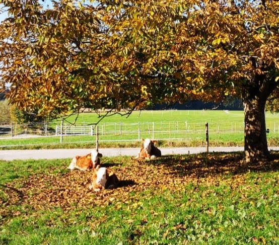 Ferienhof-Schauer  -  Frechn-Hof Naše životinje Aktivna mliječna farma s uzgojem