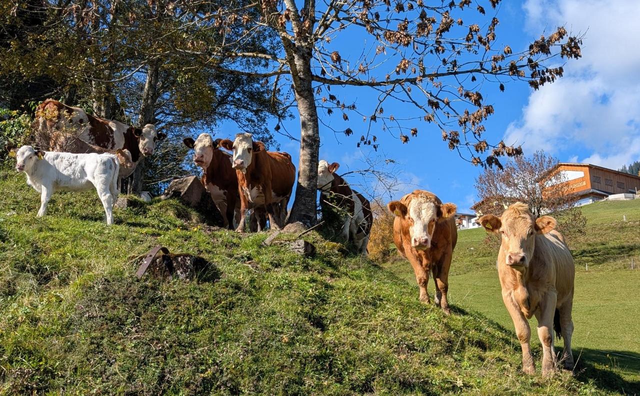 Ferien Bauernhof: Unsere Kühe - Bergbauernhof Familienparadies Oberhasenberghof