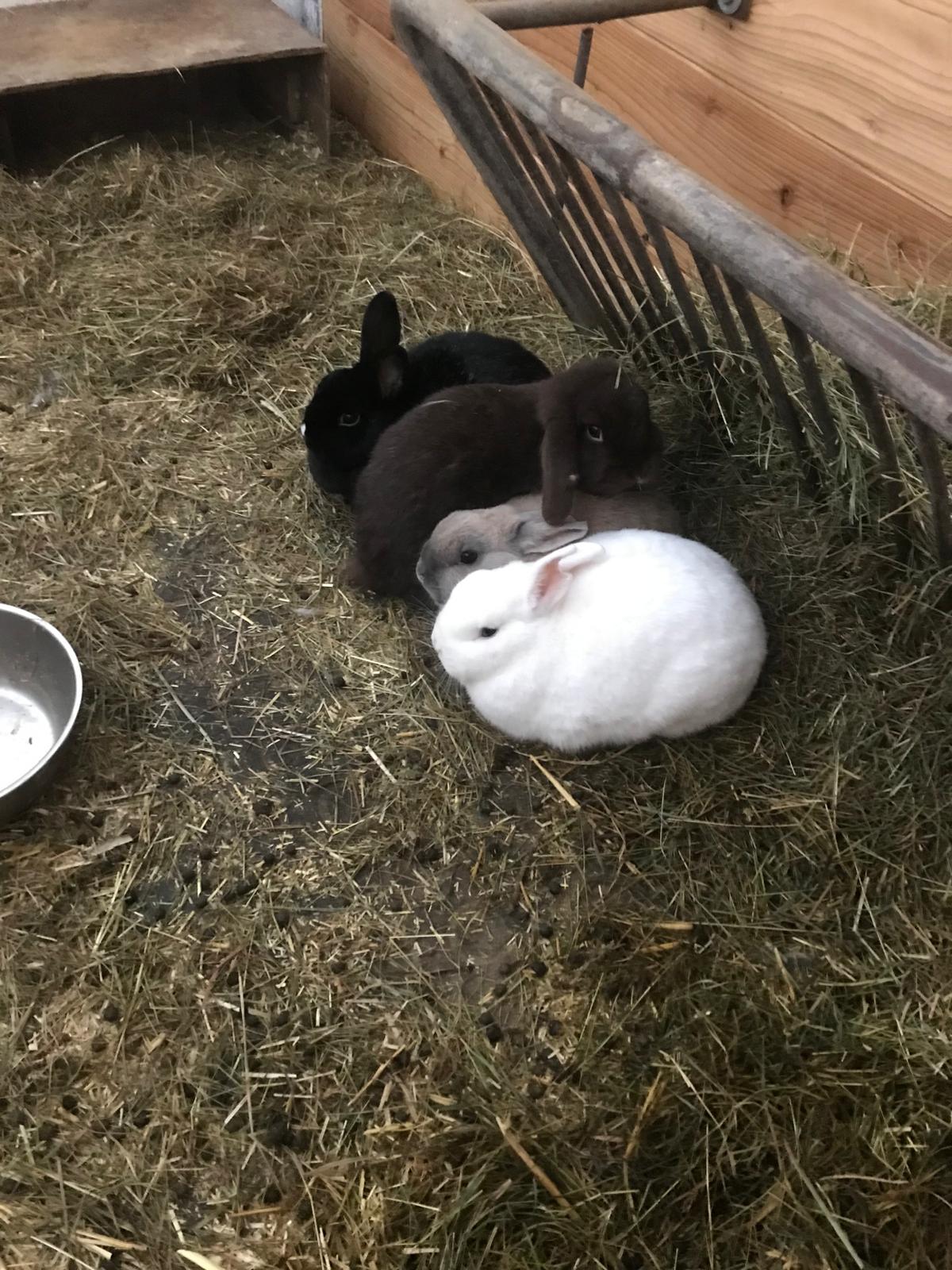 Ferien Bauernhof: Der Hasenstall im Winter - Bergbauernhof Familienparadies Oberhasenberghof