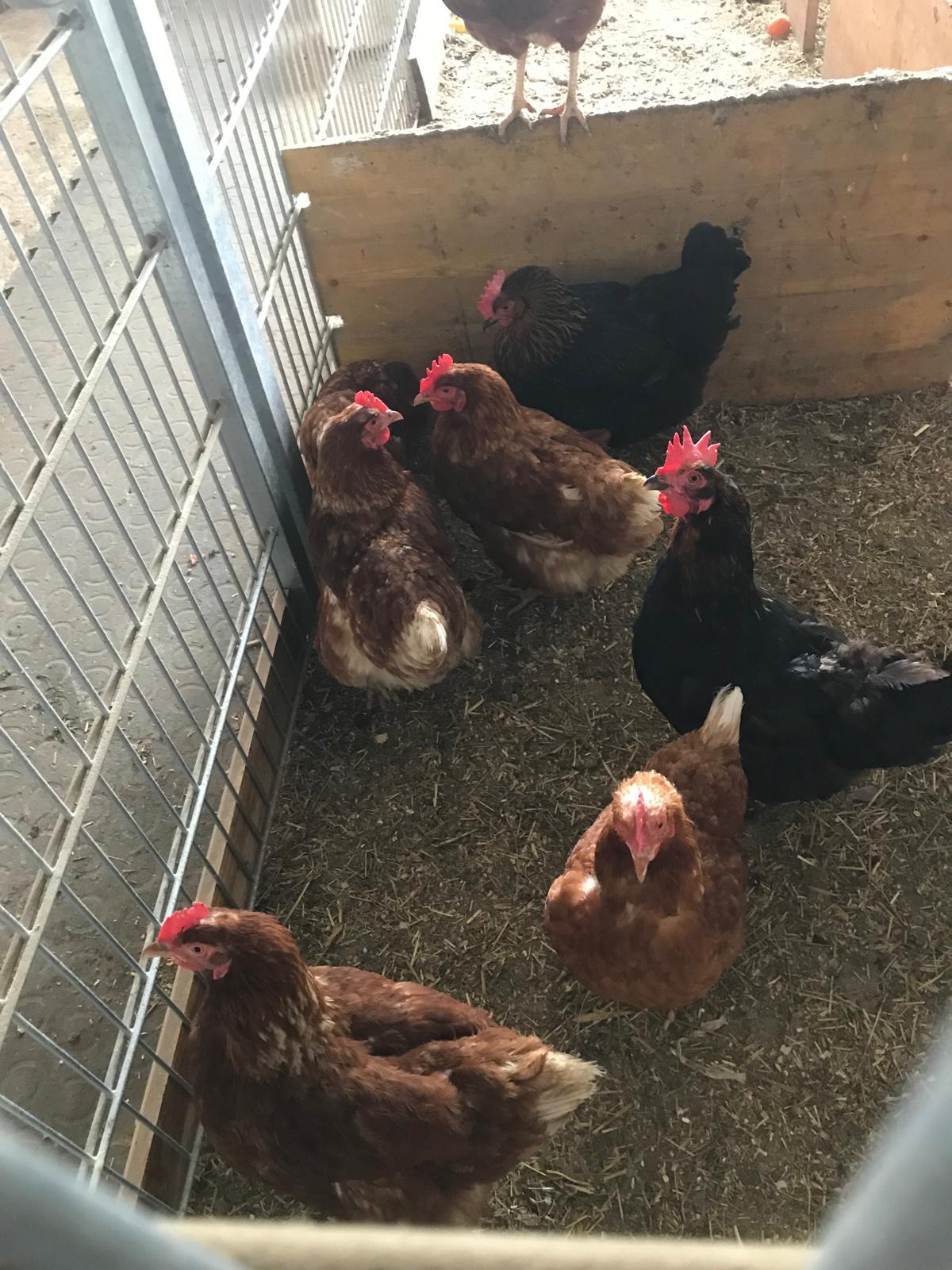 Ferien Bauernhof: Unser Hühnerstall mit Freilaufgehäge. - Bergbauernhof Familienparadies Oberhasenberghof