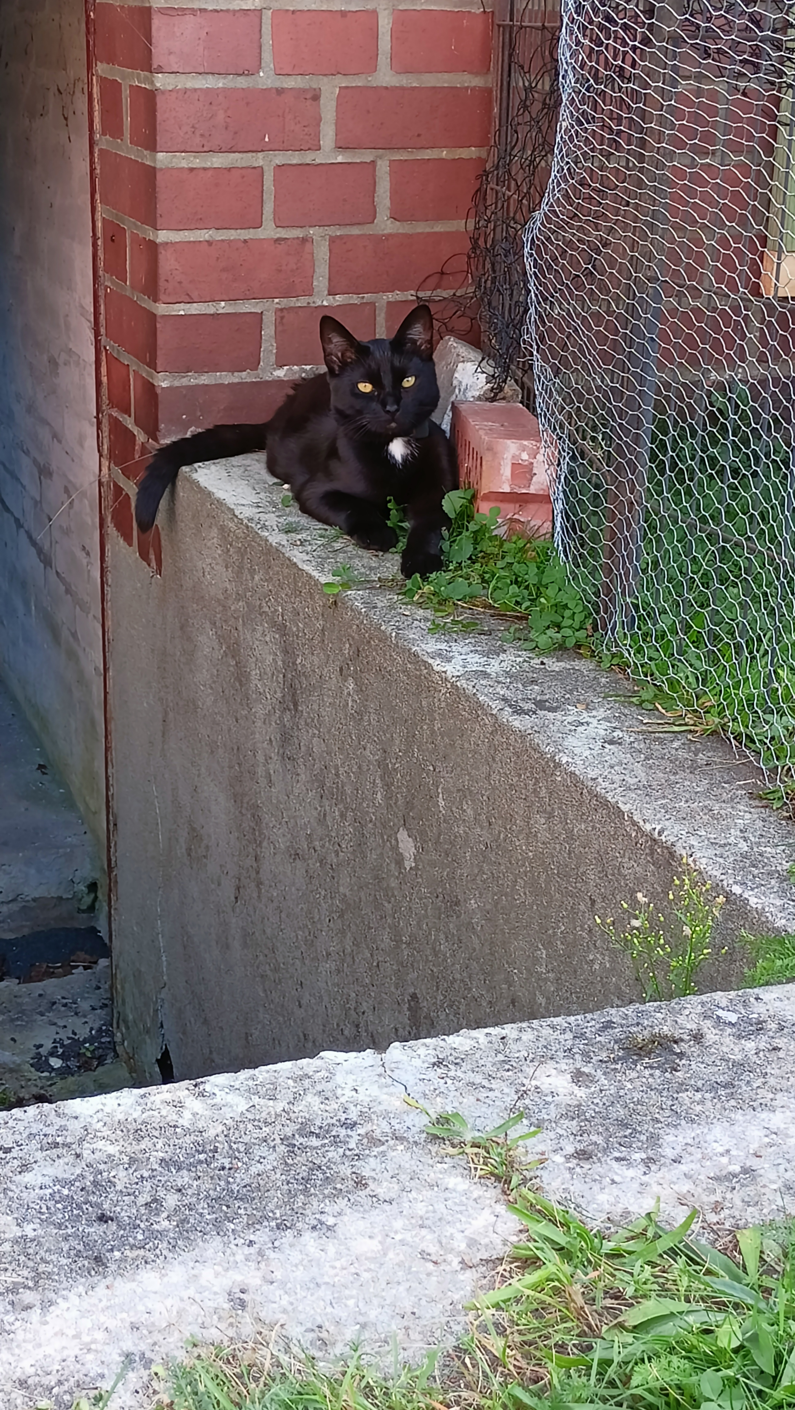 Urlaub auf dem Bauernhof - Art der Unterkunft: Ferienwohnung - Deutschland - Katze Coco - Fenland Mill Ranch 