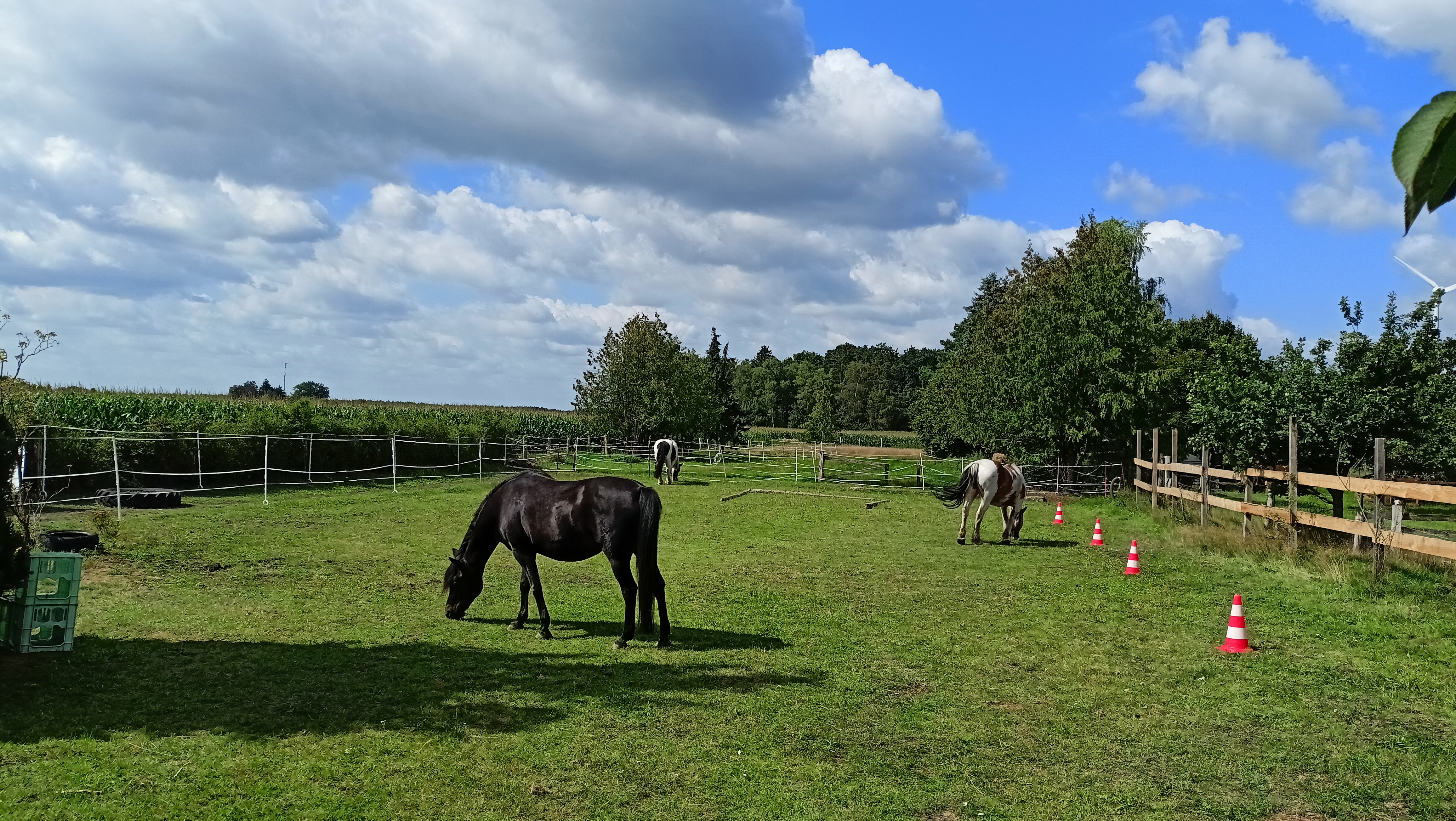 Urlaub auf dem Bauernhof - Art der Unterkunft: Ferienwohnung - Deutschland - Unsere Pferde - Fenland Mill Ranch 