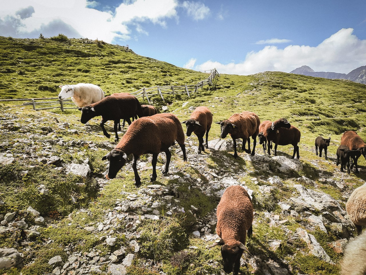 Pfaffinger Hof- Piccolo Hideaway Our animals Court whispers & matters of the heart