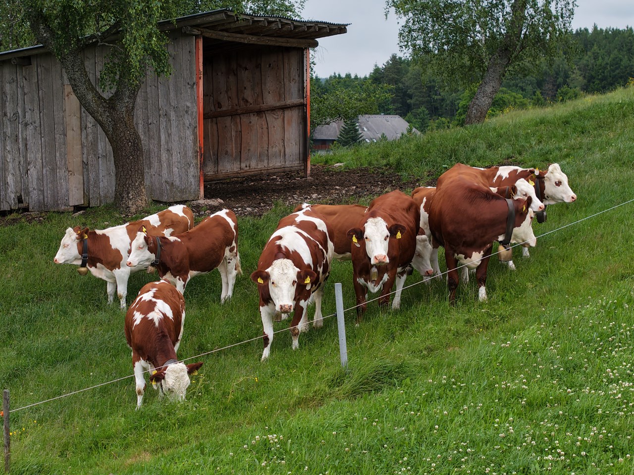 Kapellenhof Ferienwohnungen Nos animaux Vorderwälder