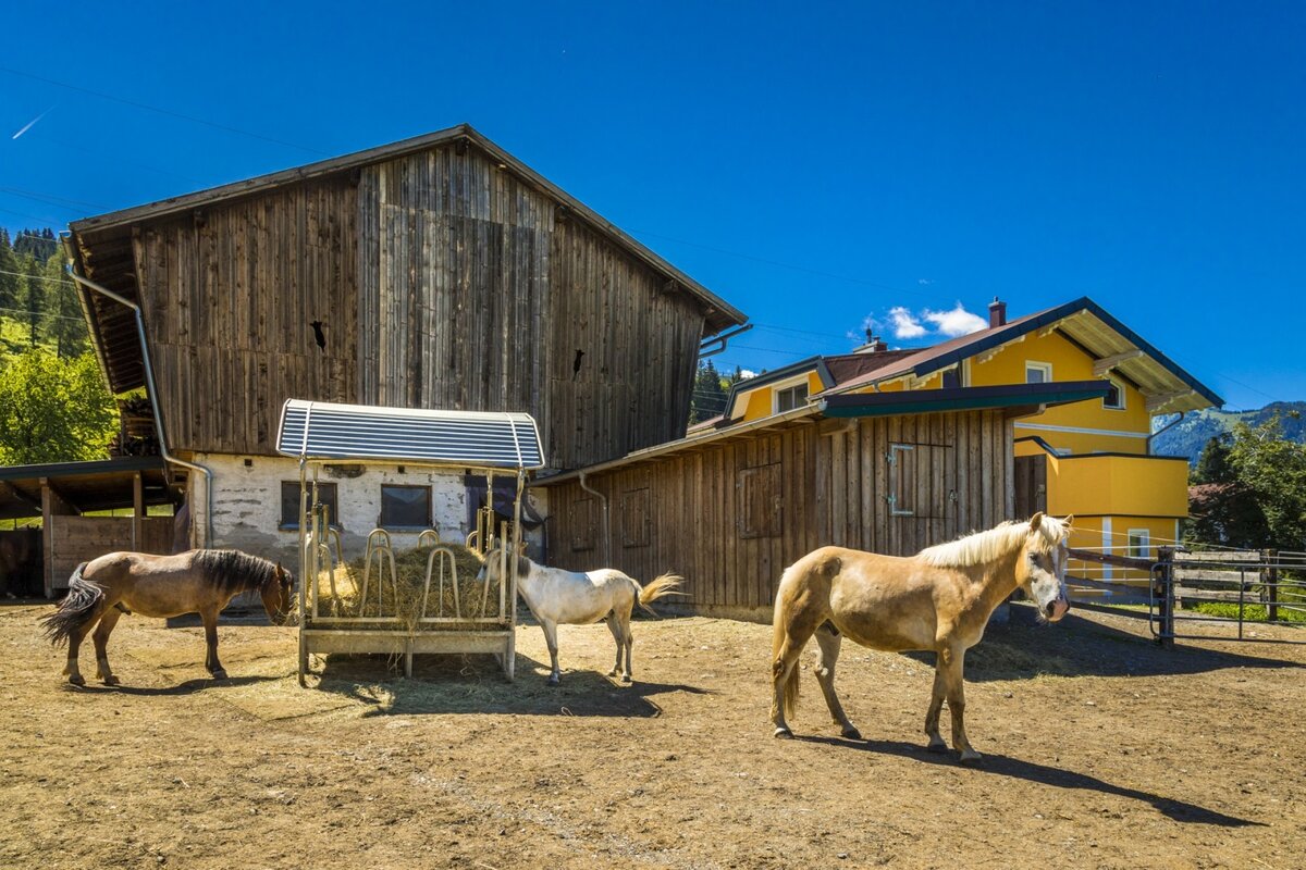 Urlaub auf dem Bauernhof - ideal für: Pärchen - Reiterhof Embach