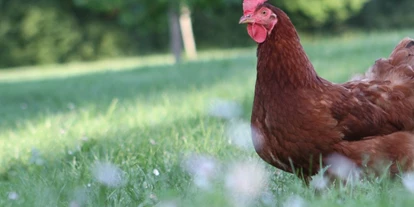 vakantie op de boerderij - Tiere am Hof: Hühner - Egg (Egg) - Symbolbild für Urlaub auf einem Bauernhof - Birkenhof