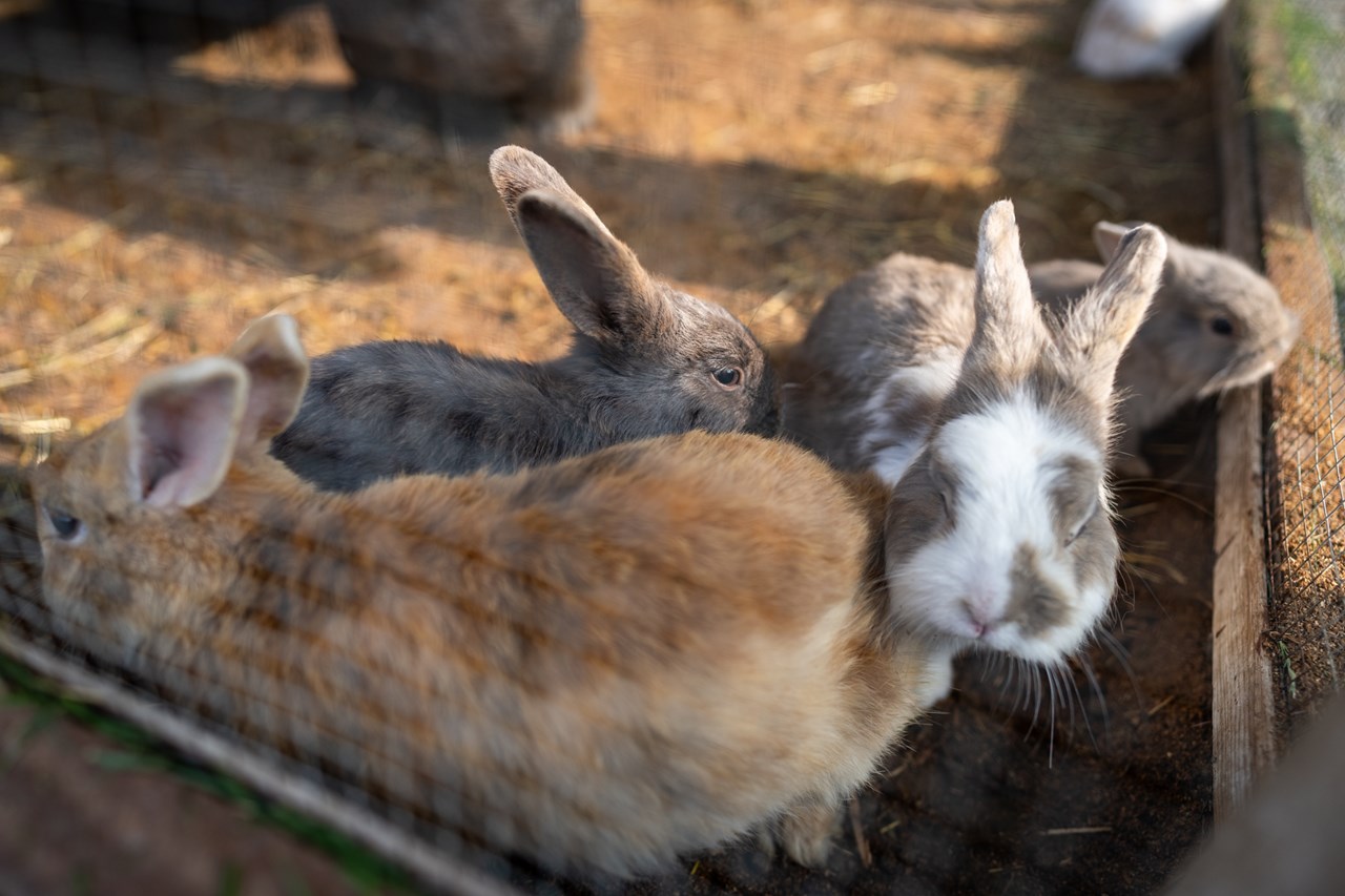 Familiengut Burgstaller Nos animaux Lapins