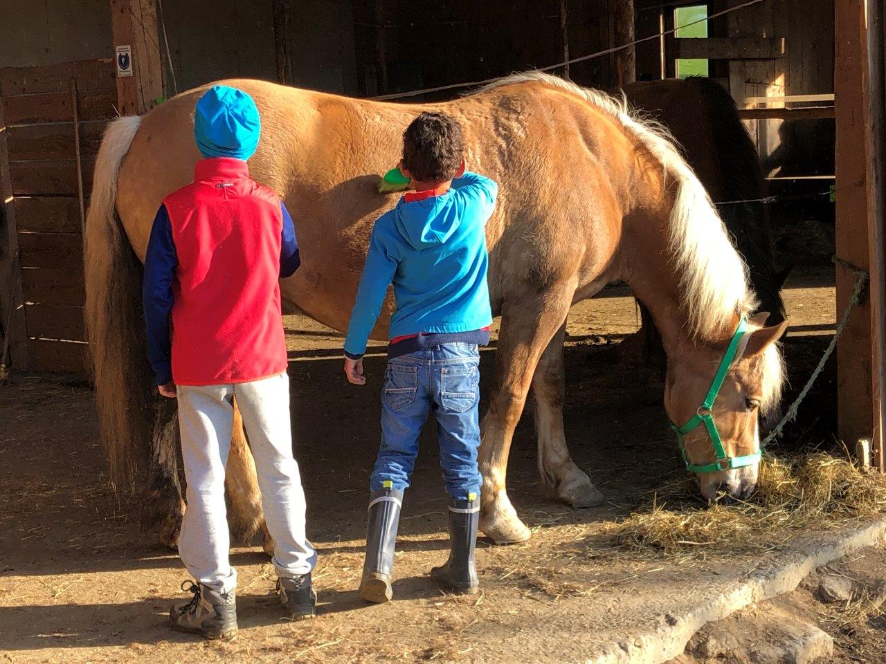 Ferien Bauernhof: Mithelfen im Pferdestall am Urlaubsbauernhof in Kärnten - Bauernhof Pension Juri - Aktivnosti, Gospodarsko dvorište, Ljeto, Životinje