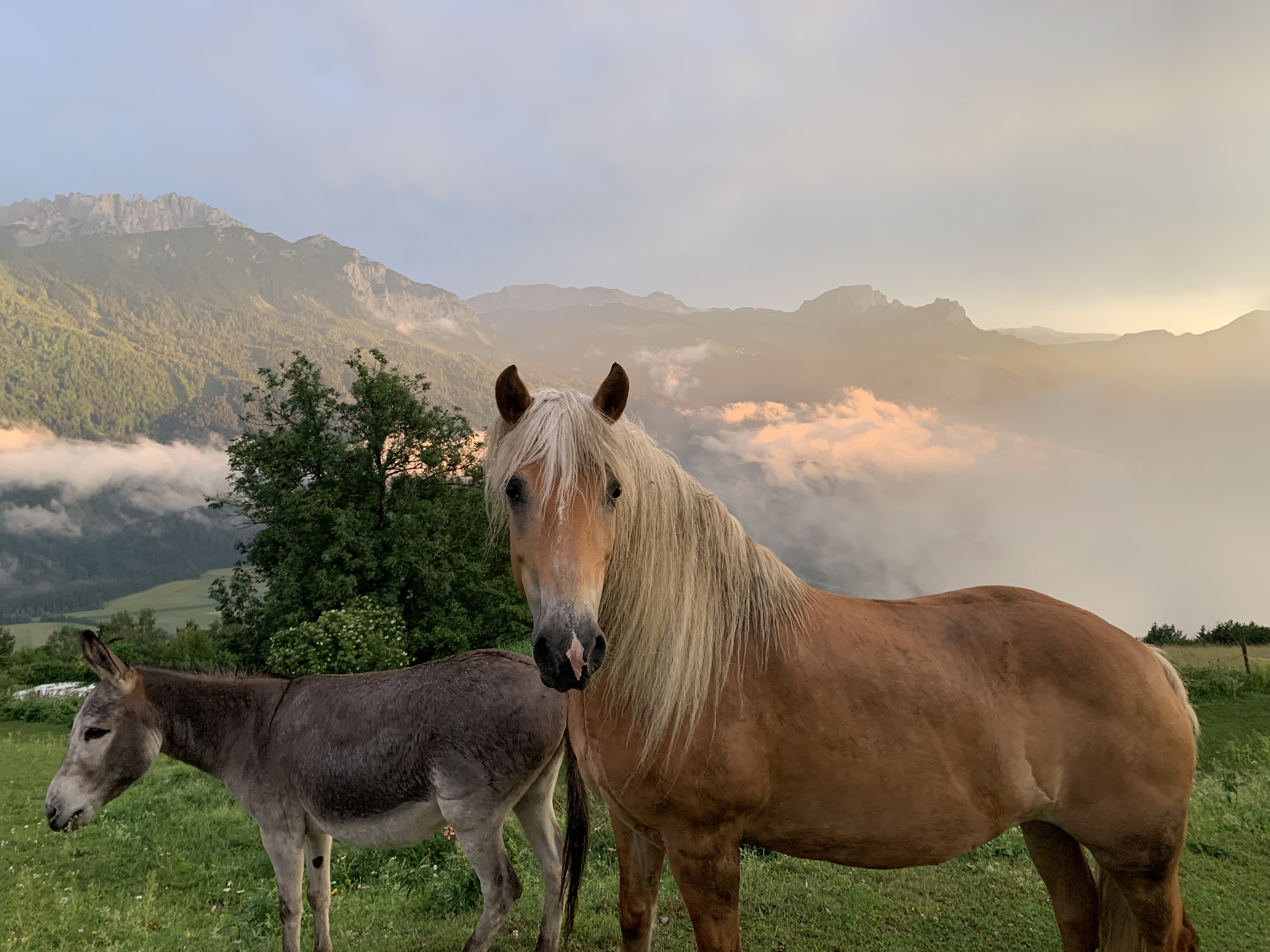 Ferien Bauernhof: Haflinger und Eselin Lisa - Mösslacherhof