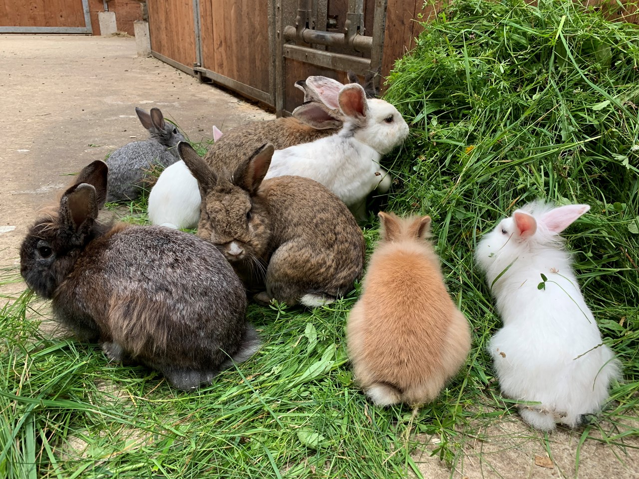 Mösslacherhof unsere Tiere Häschen