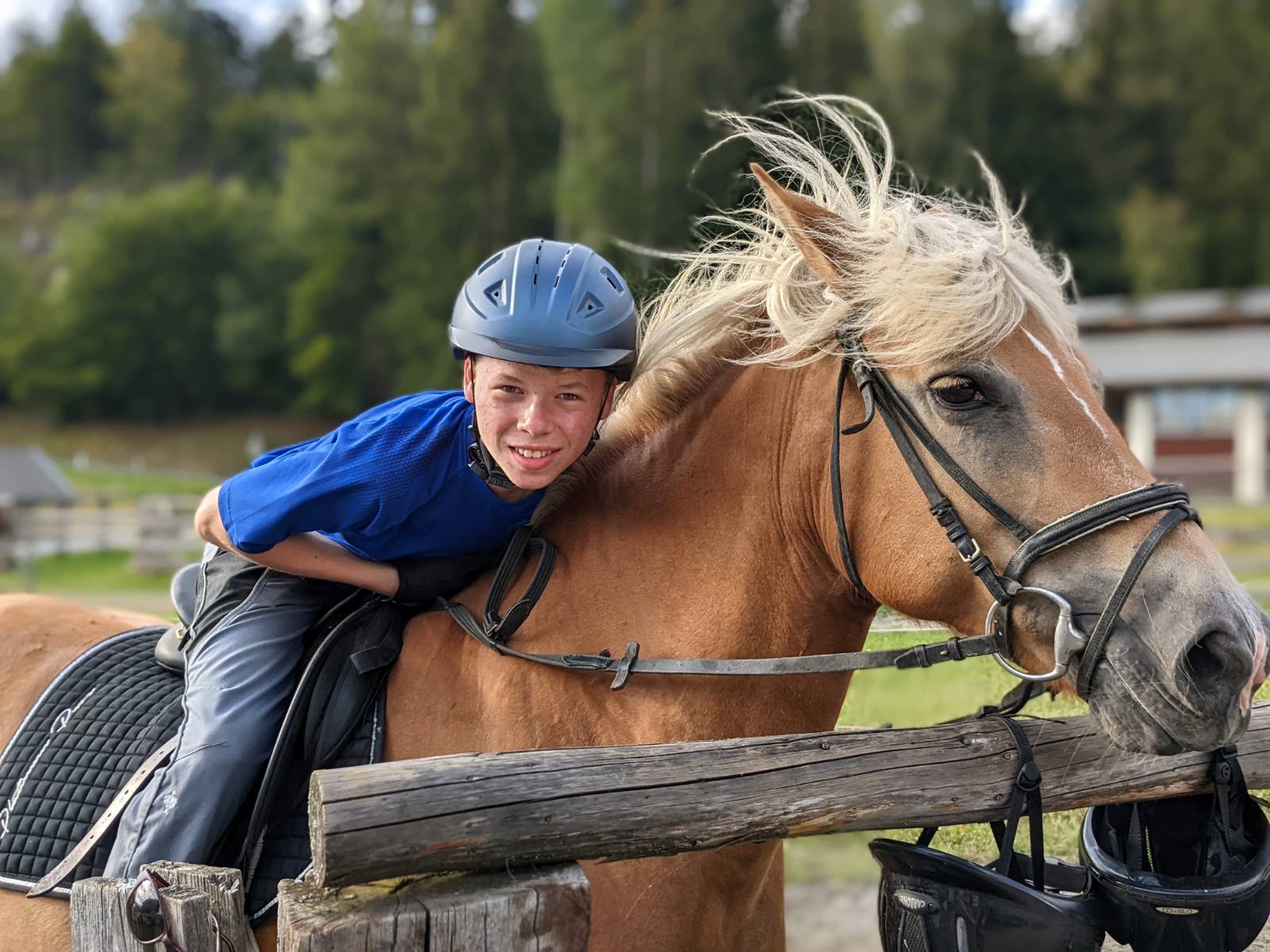 Mösslacherhof unsere Tiere Haflinger