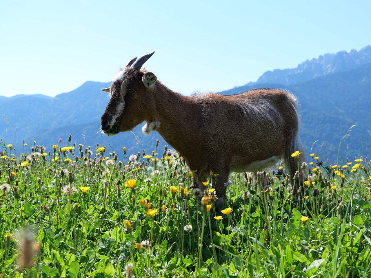 Mösslacherhof unsere Tiere Ziege Sophie