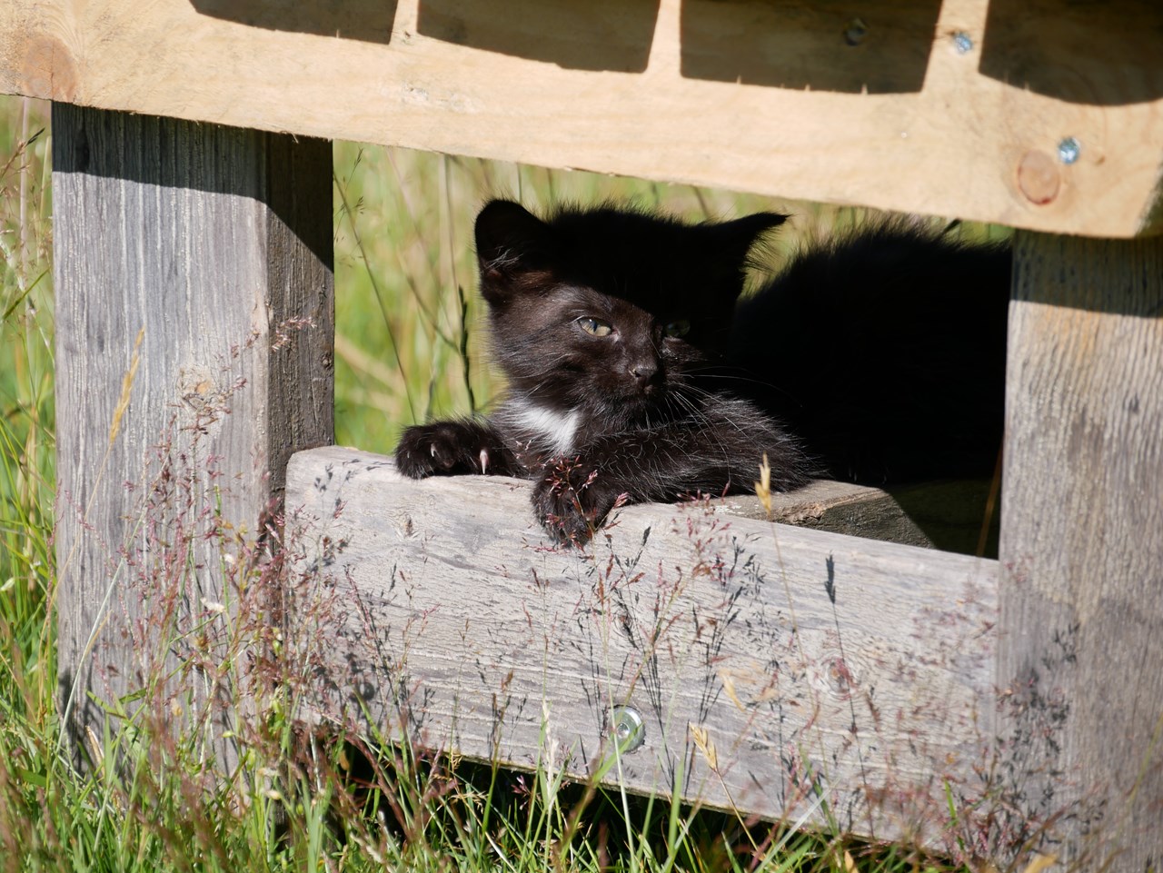Mösslacherhof unsere Tiere Katzen