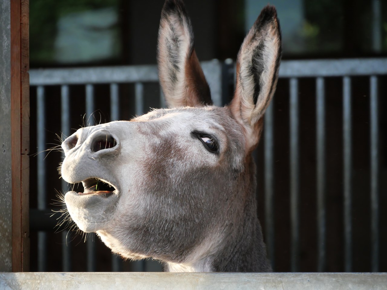 Mösslacherhof unsere Tiere Esel