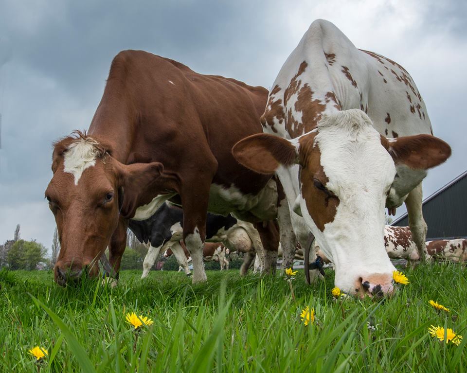 Boerderij Berg I nostri animali mucche