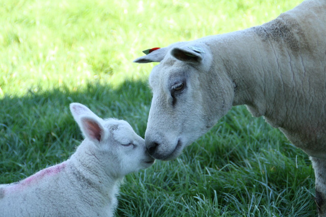 Boerderij Berg I nostri animali Pecora