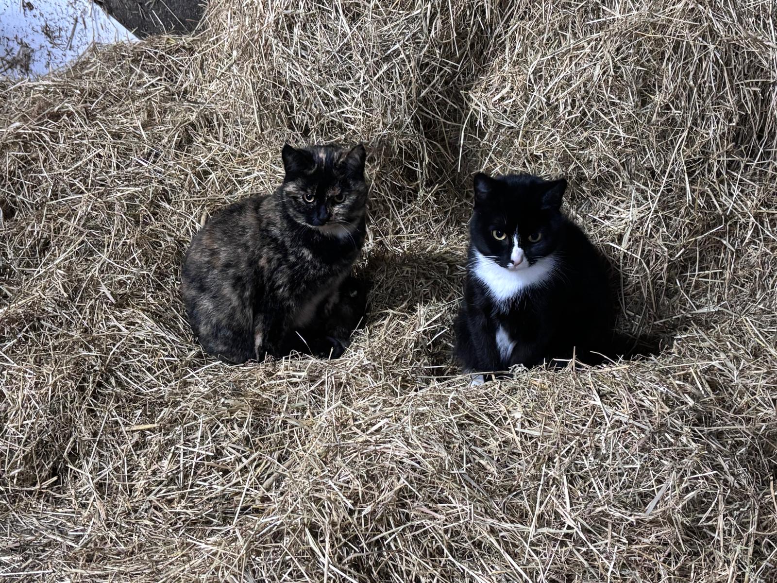 Boerderij Berg I nostri animali Gatti