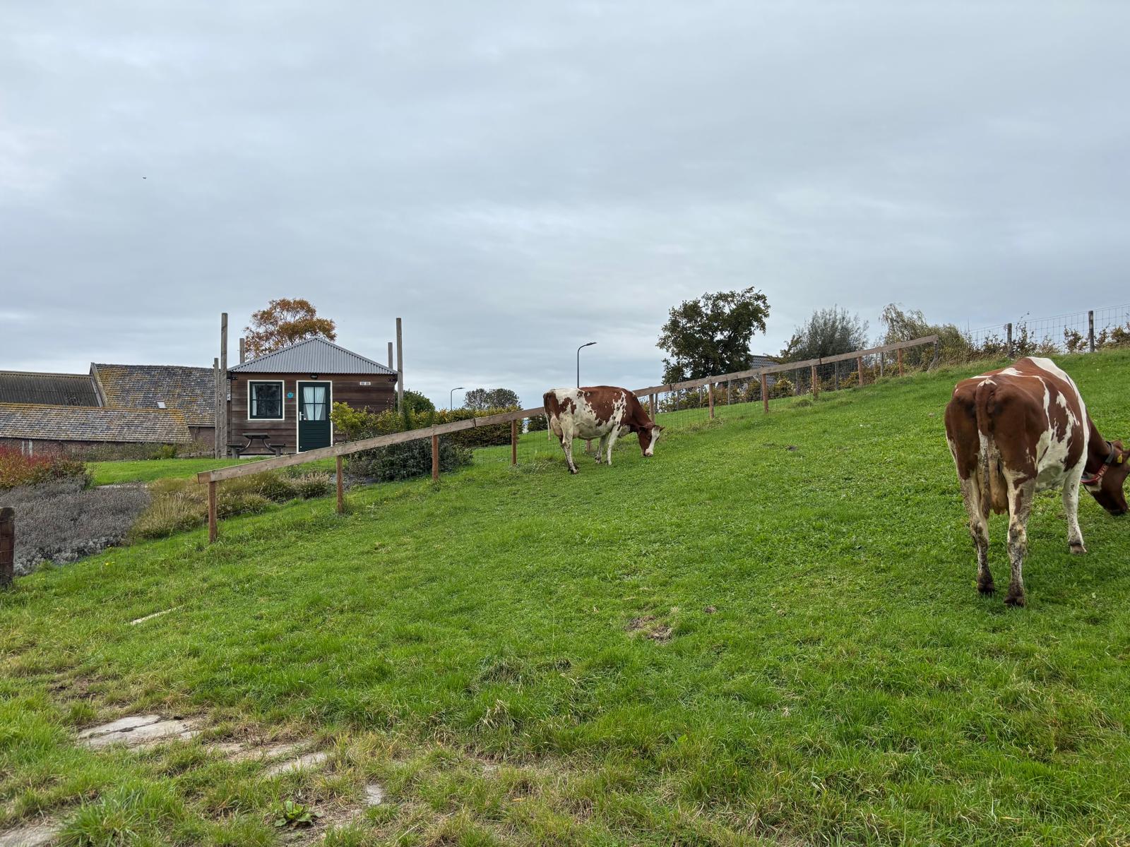 Ferien Bauernhof: Zicht vanaf de dijk - Boerderij Berg - Animali