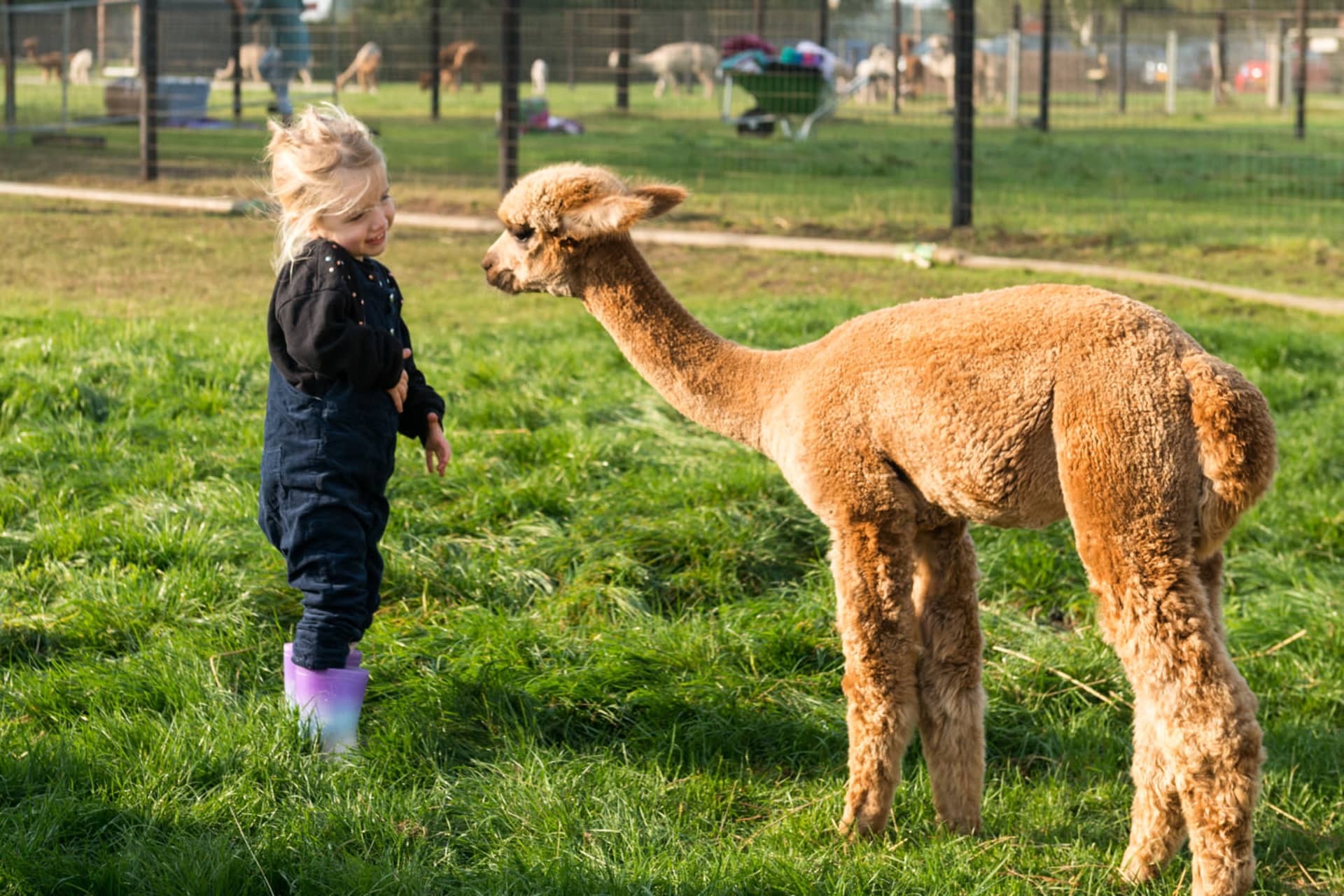 Urlaub auf dem Bauernhof - Art der Unterkunft: Camping-Stellplatz - Alpacafarm Vorstenbosch - Alpaca boerderij