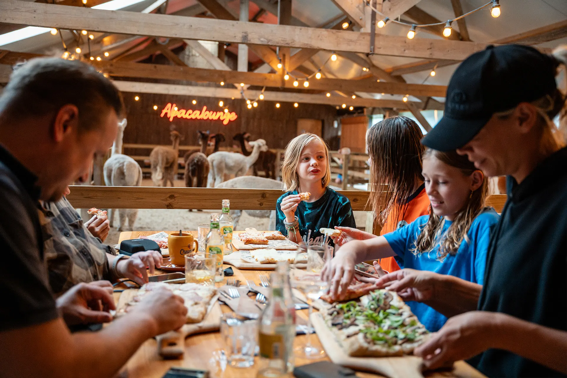 Urlaub auf dem Bauernhof - Art der Unterkunft: Camping-Stellplatz - Alpacafarm Vorstenbosch - Alpaca boerderij