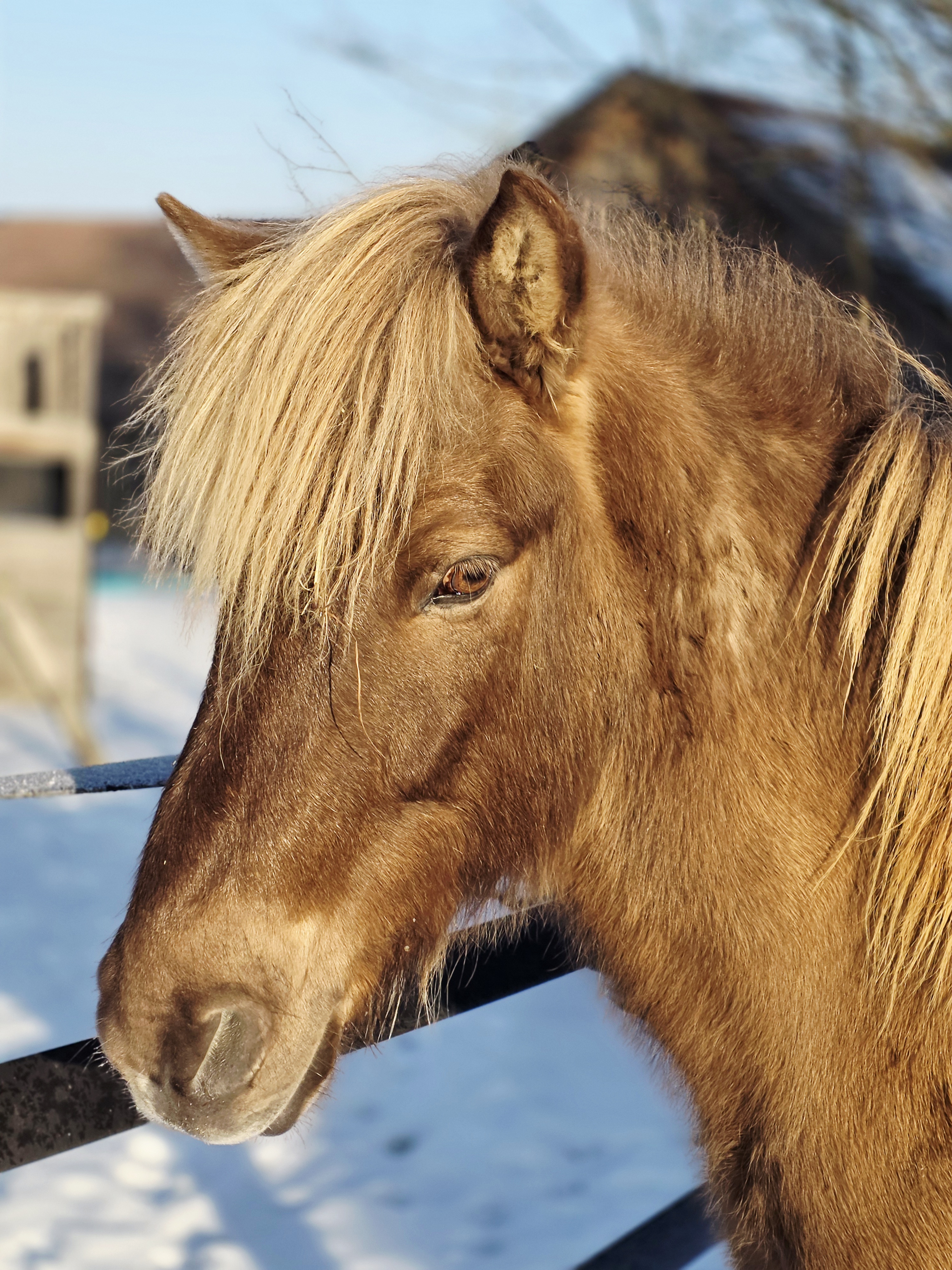 Ferien Bauernhof: Unser wunderbarer Isländer Baldur - Ferienhof Schmelcher