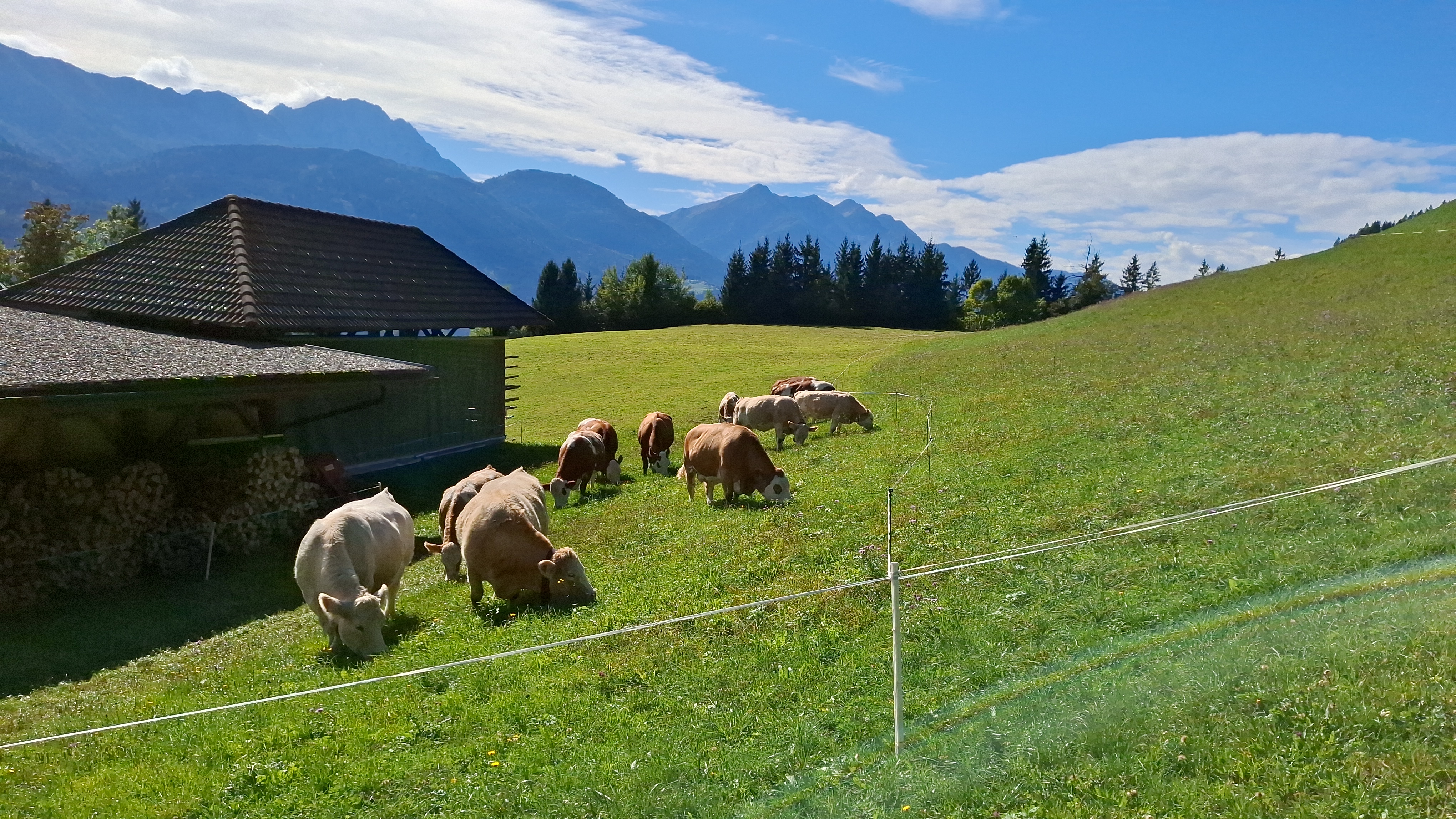 Waldpension Ranner unsere Tiere Unser Bauernhof in absoluter Alleinlage.
