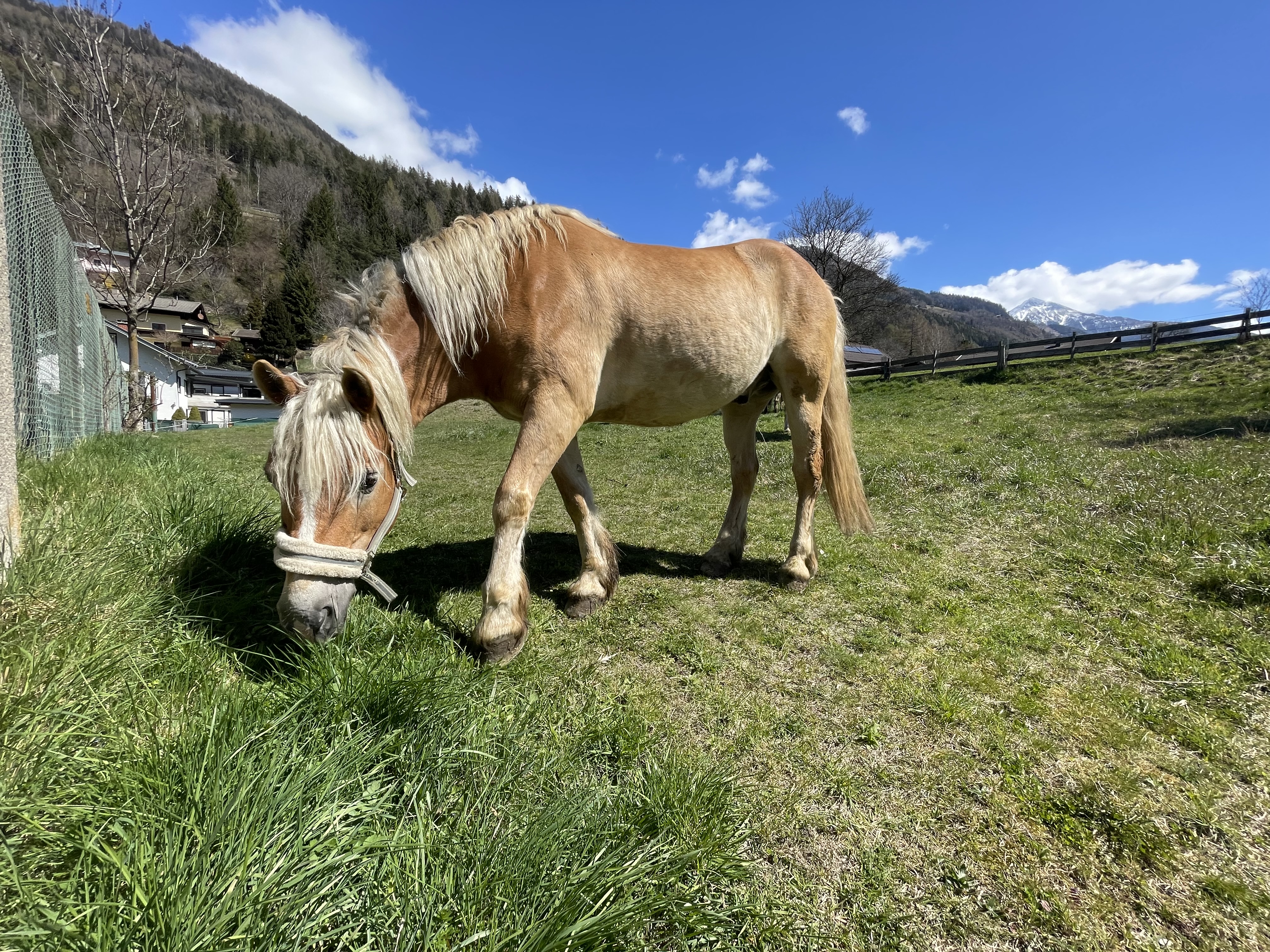 Bio-Bauernhof Auernig Naše životinje Životinje - melem za dušu