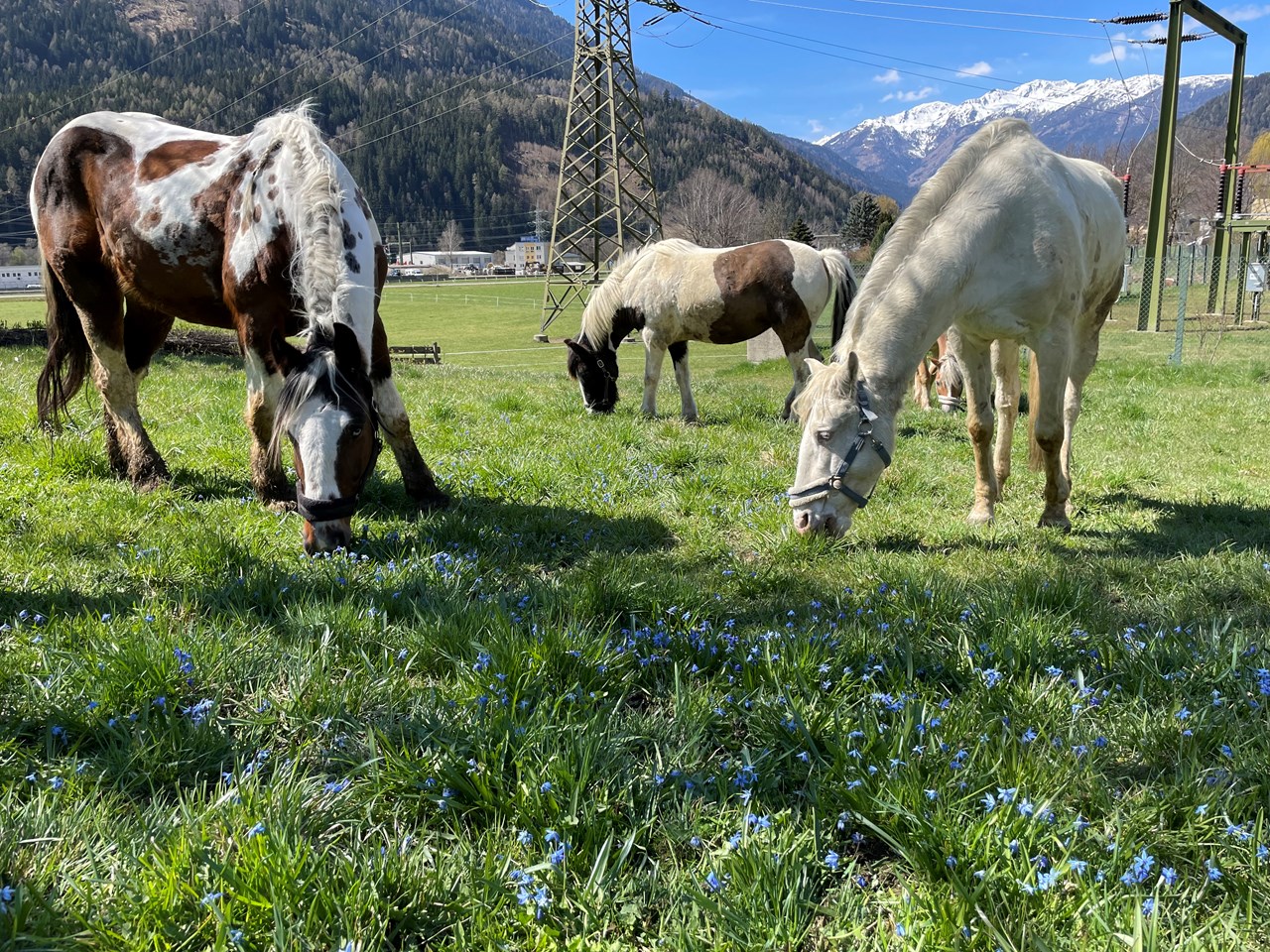 Bio-Bauernhof Auernig unsere Tiere Vier Pferde