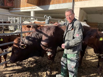 Bio-Bauernhof Auernig unsere Tiere Pinzgauer-Kühe